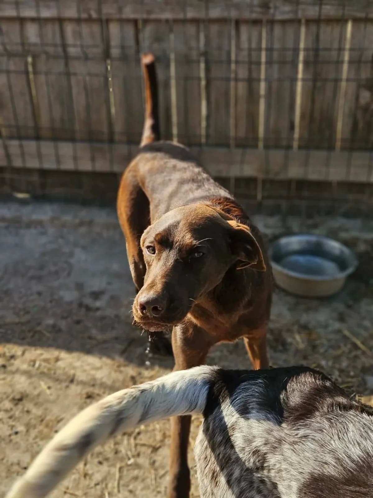 Koffee, male Mixed Breed for adoption at Santerpaws Bulgarian Rescue