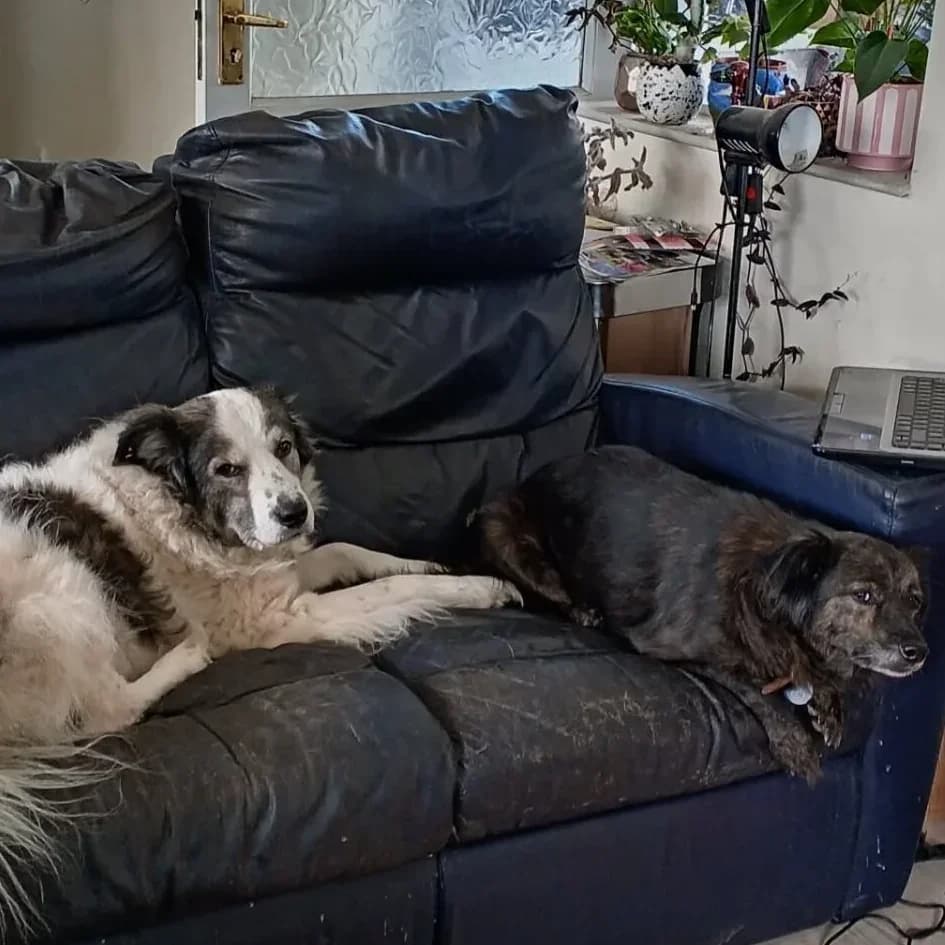 Lilly & Fleabag (Lulu) — Better Homed Together, female Mixed Breed for adoption at Santerpaws Bulgarian Rescue