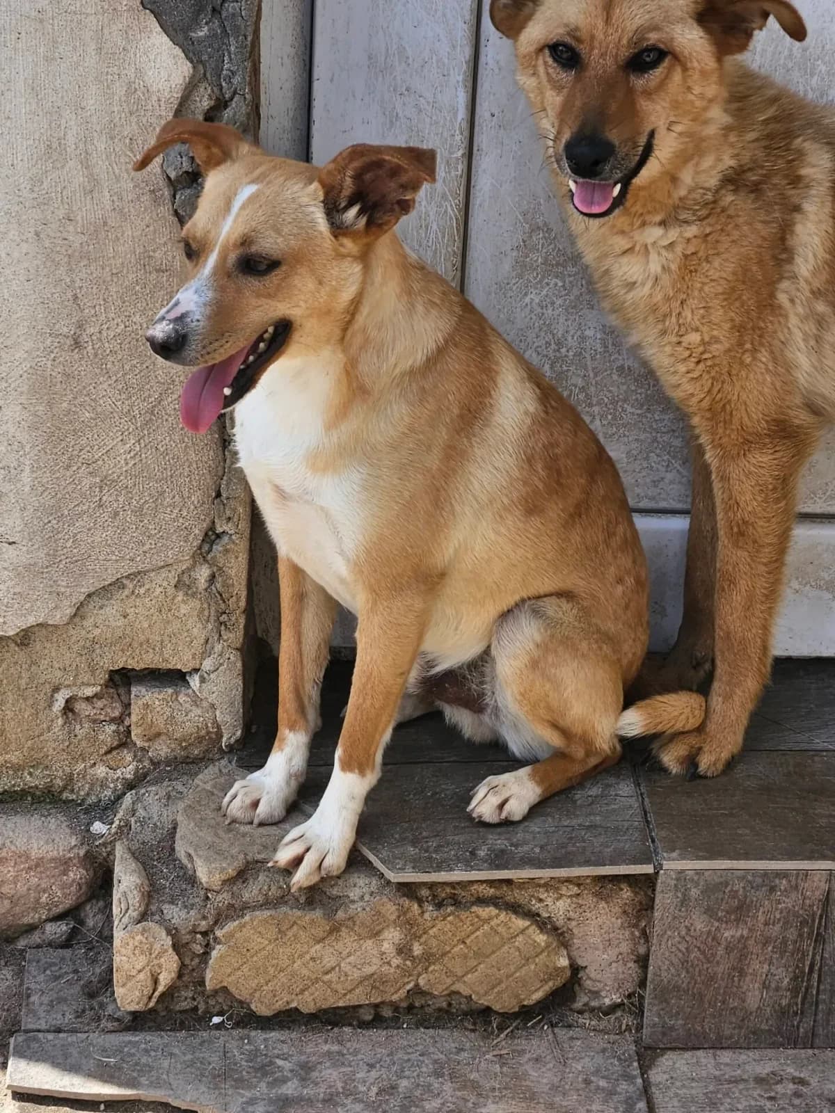 Marley, male young Mixed Breed for adoption at Santerpaws Bulgarian Rescue