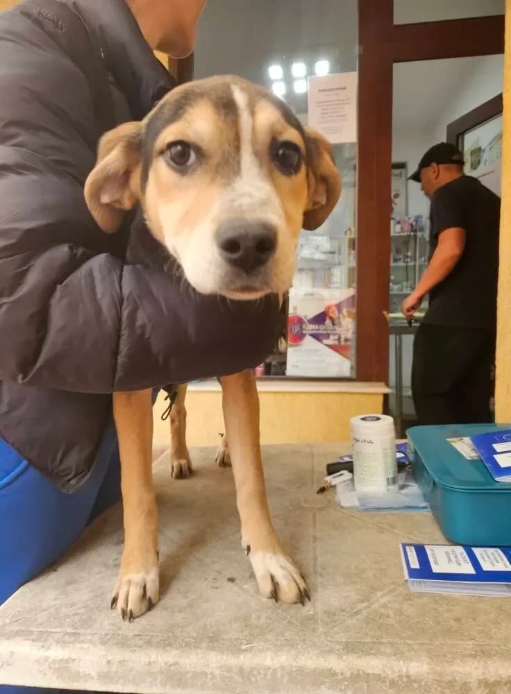 Mitsy, female puppy Mixed Breed for adoption at Santerpaws Bulgarian Rescue