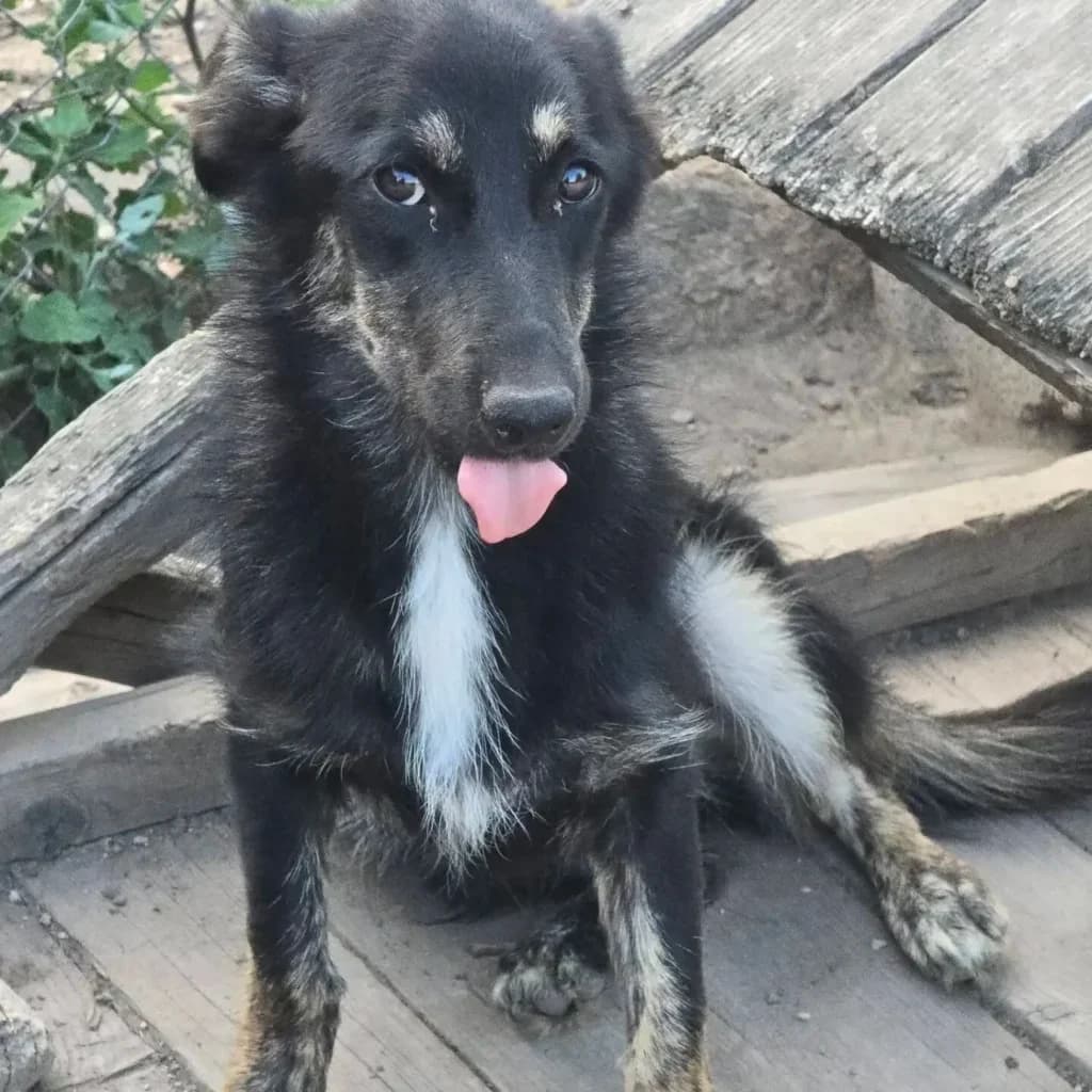 Rowena, female young Mixed Breed for adoption at Santerpaws Bulgarian Rescue