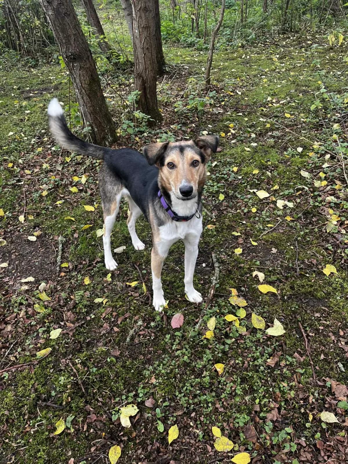 Toby, male young Mixed Breed for adoption at Santerpaws Bulgarian Rescue