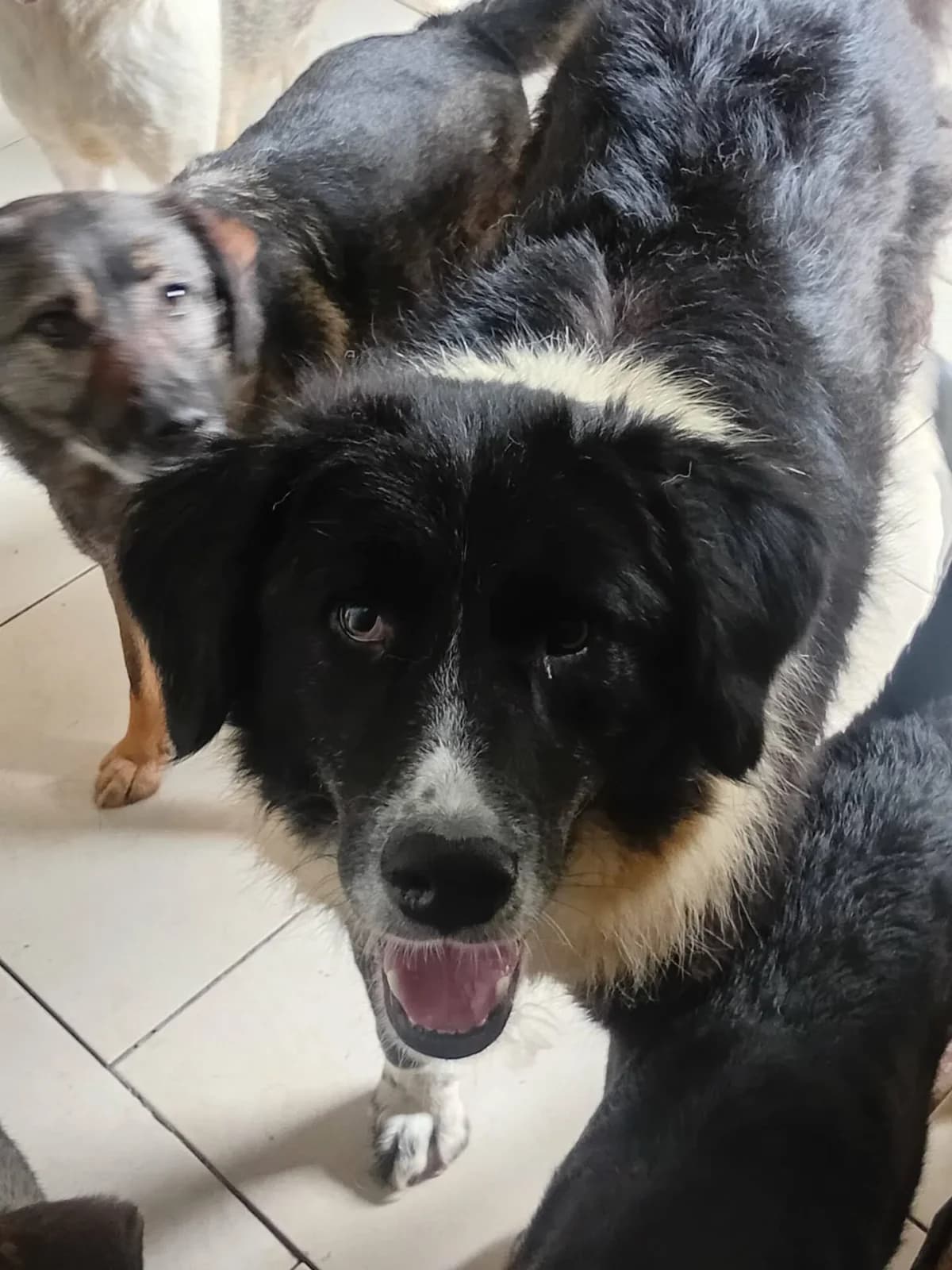 Tucker, male Mixed Breed for adoption at Santerpaws Bulgarian Rescue