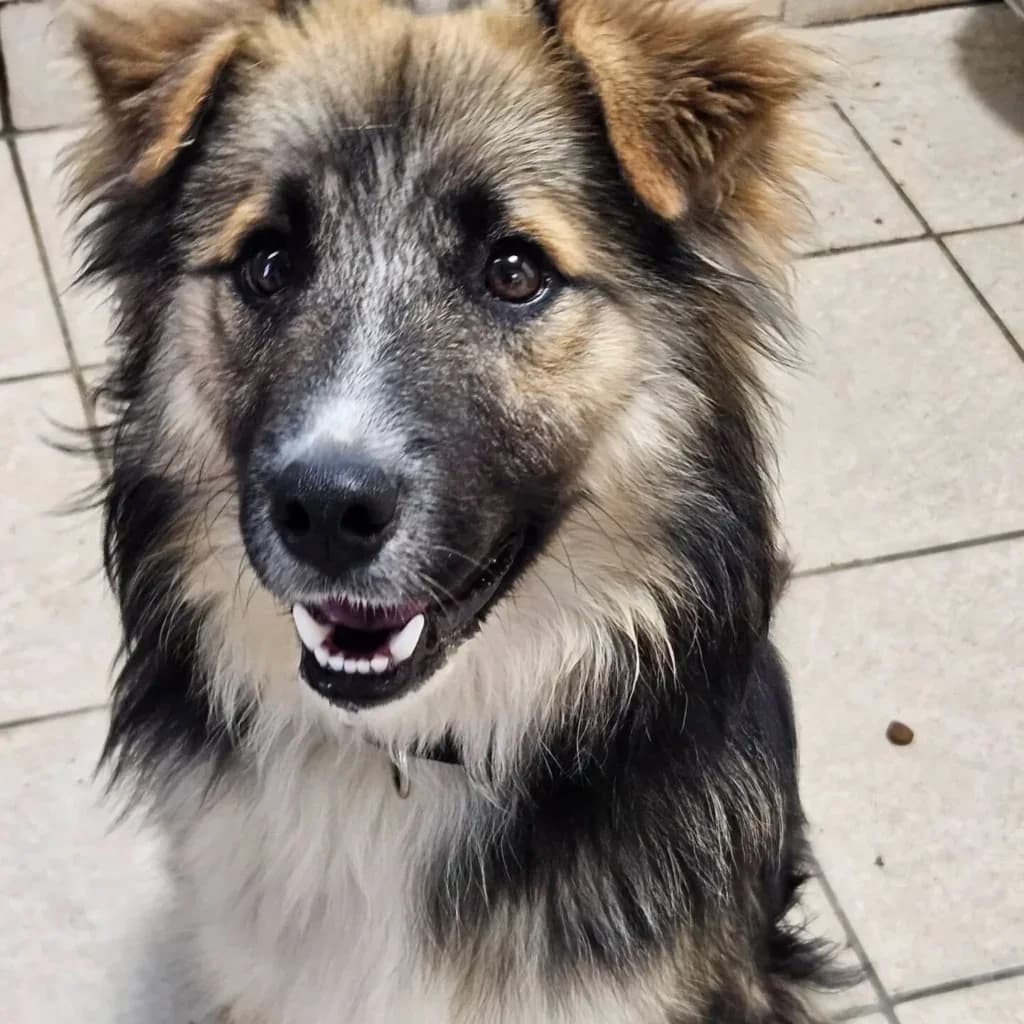 Tuffle, male young Mixed Breed for adoption at Santerpaws Bulgarian Rescue