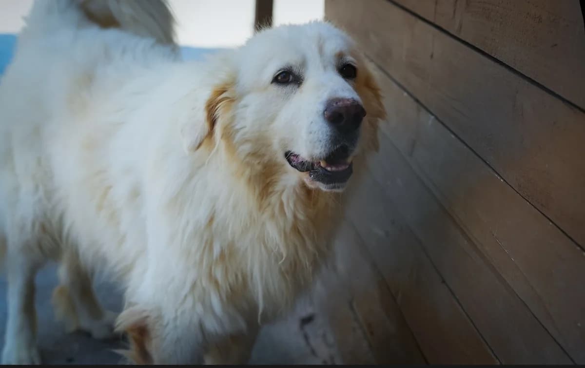Belcho, male 6yo Mixed Breed for adoption at Sharo Foundation