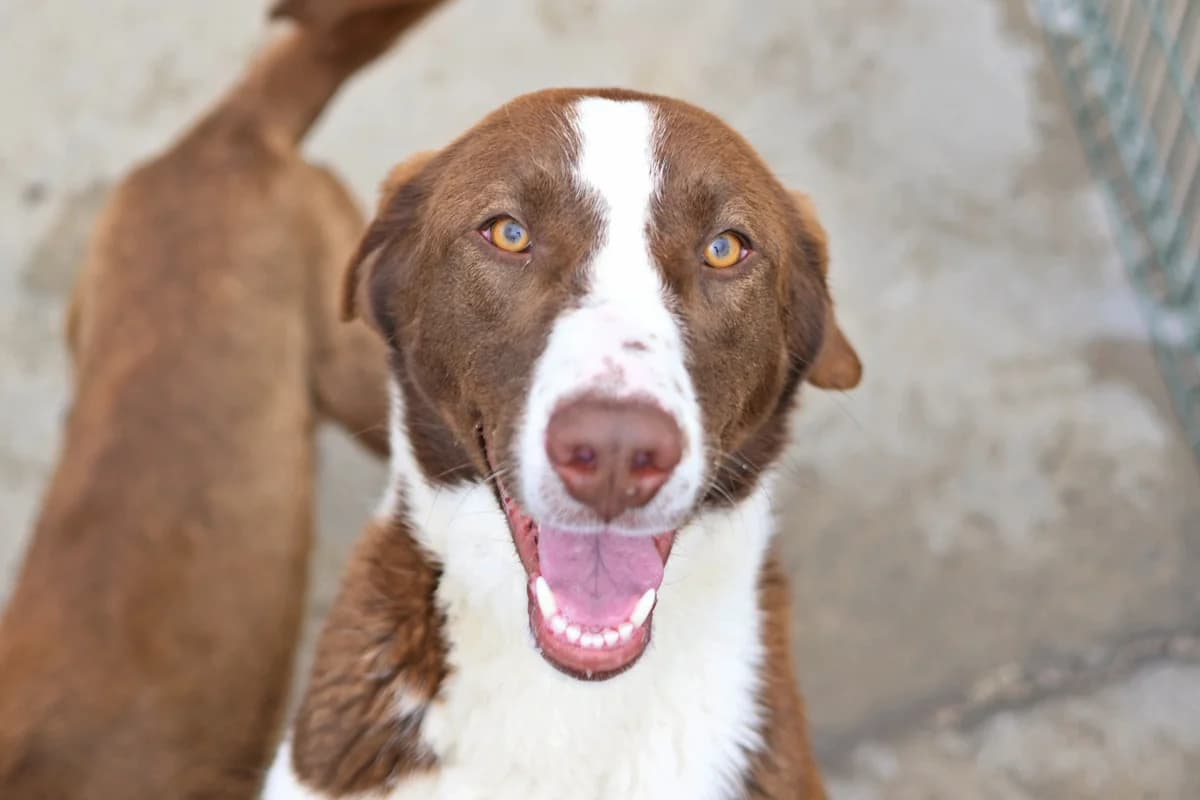 Raya, male Mixed Breed for adoption at Sharo Foundation