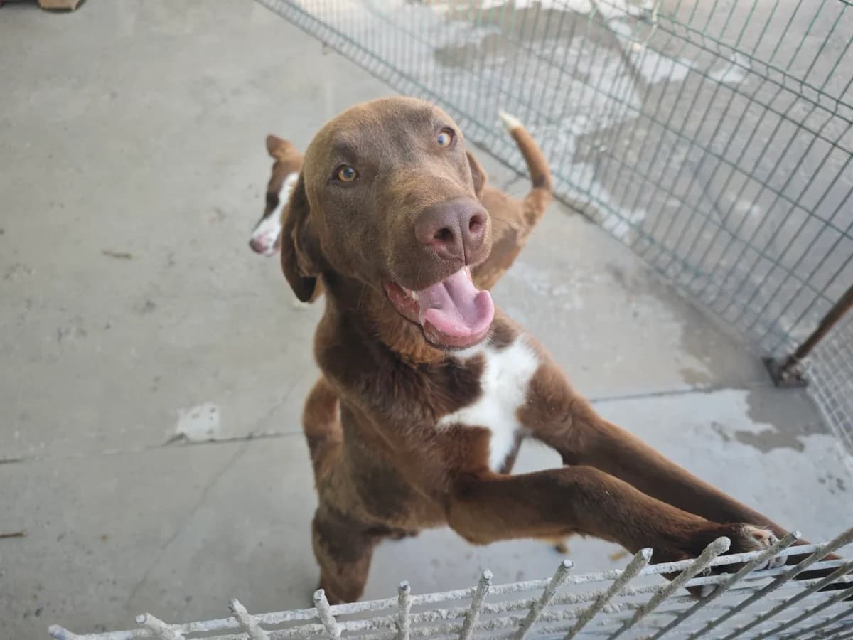 Ares, male Mixed Breed for adoption at Sharo Foundation