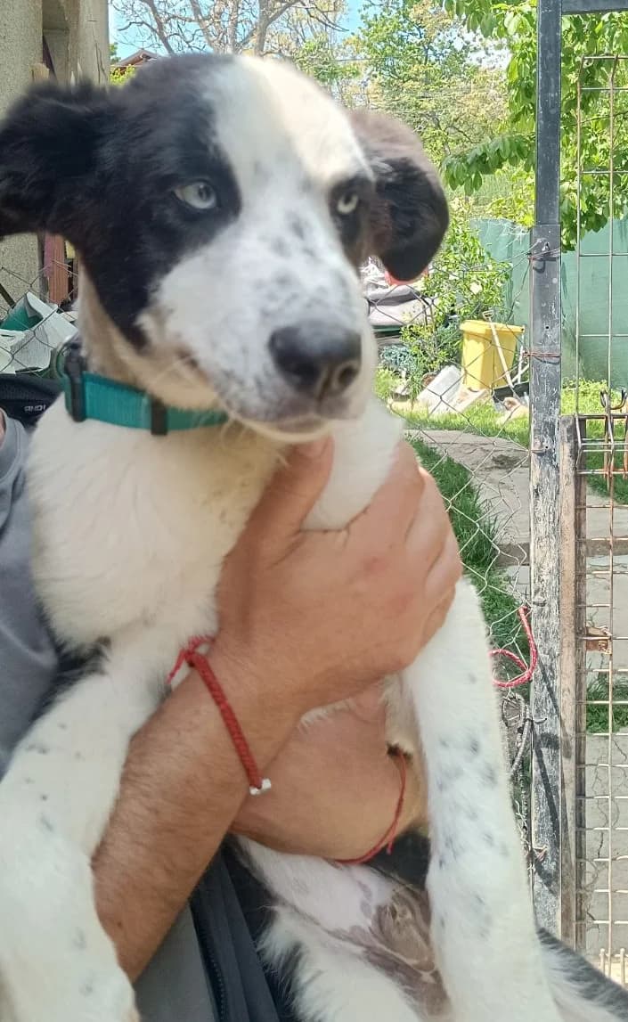 Misho, male Mixed Breed for adoption at Sharo Foundation, Sofia