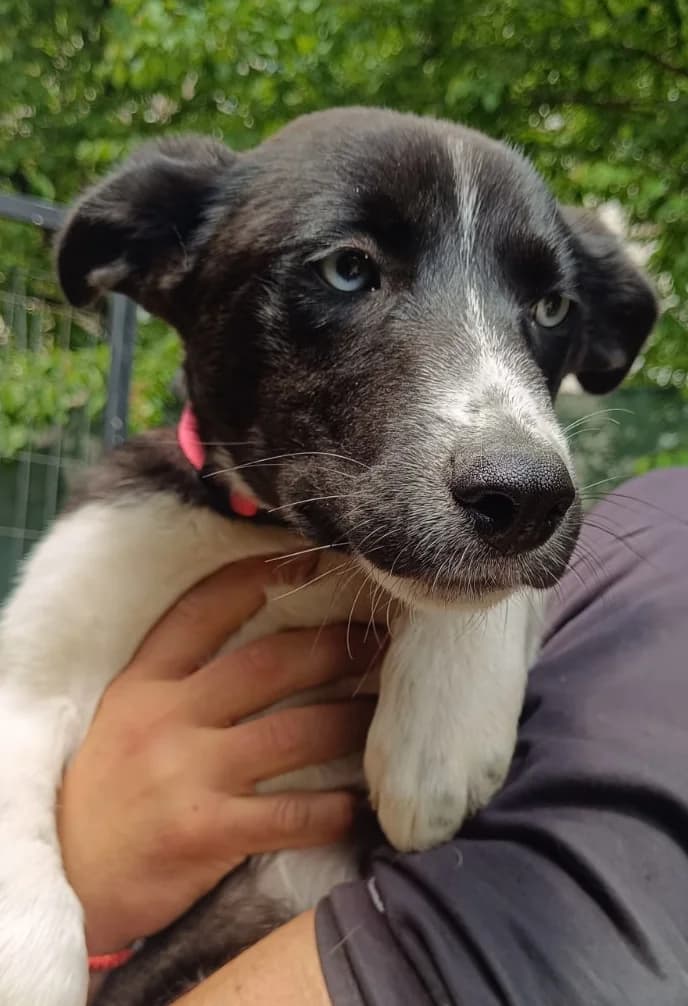 Otta, male puppy mixed breed for adoption at Sharo Foundation, Sofia