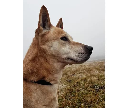 Bilyana, female mixed breed for adoption at Shelter Hearts Pernik, Pernik