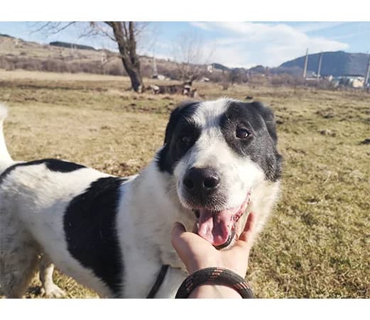 Don Raffy, male mixed breed for adoption at Shelter Hearts Pernik, Pernik