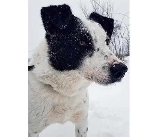 Cairo, male mixed breed for adoption at Shelter Hearts Pernik, Pernik