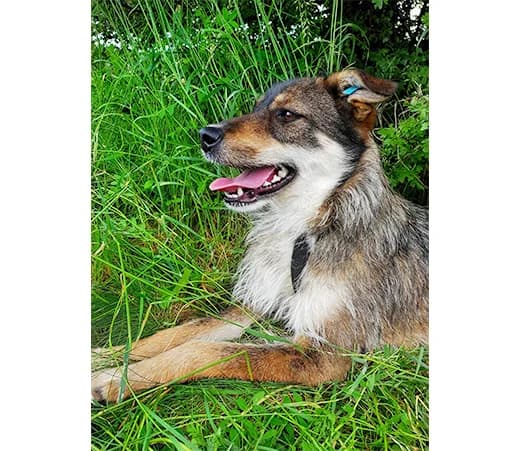 Larisa, female mixed breed for adoption at Shelter Hearts Pernik, Pernik