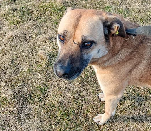 Nadya, female mixed breed for adoption at Shelter Hearts Pernik, Pernik