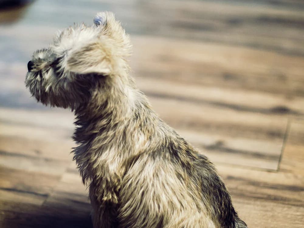 Great Breeds For People Who Want Small Dogs, Mixed Breed for adoption at Stray Angels Bulgaria, Sofia