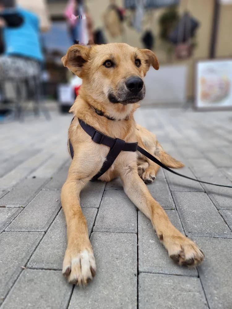 ShANS e v priemen dom v Germaniya (ШАНС е в приемен дом в Германия), Mixed Breed for adoption at Stray Angels Bulgaria, Sofia