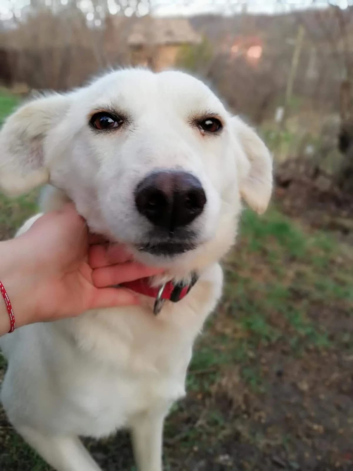 Bridzhit- Briggite/Ben/Baya (Бриджит- Briggite/Ben/Baya), senior Mixed Breed for adoption at Stray Angels Bulgaria, Sofia