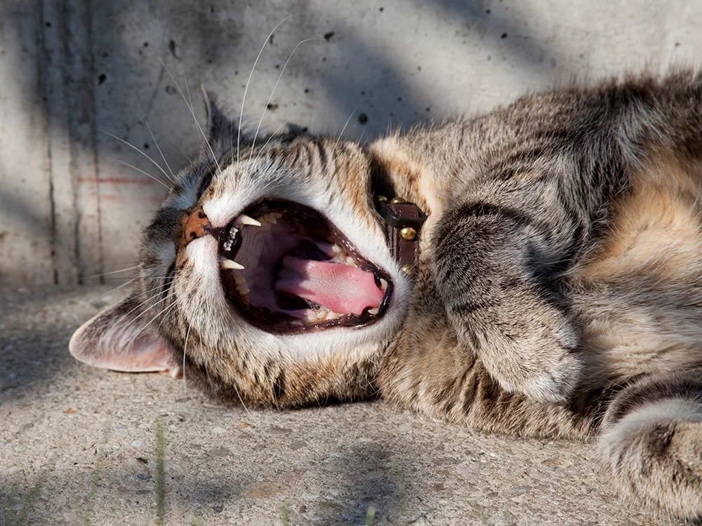 The Secret Life of Cats Revealed, Mixed Breed for adoption at Stray Angels Bulgaria, Sofia
