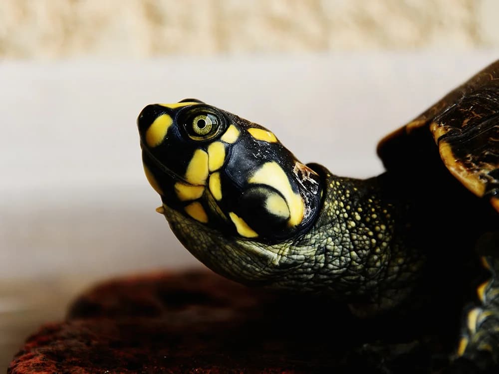 Reasons Why Reptiles Make Good Pets, Mixed Breed for adoption at Stray Angels Bulgaria, Sofia