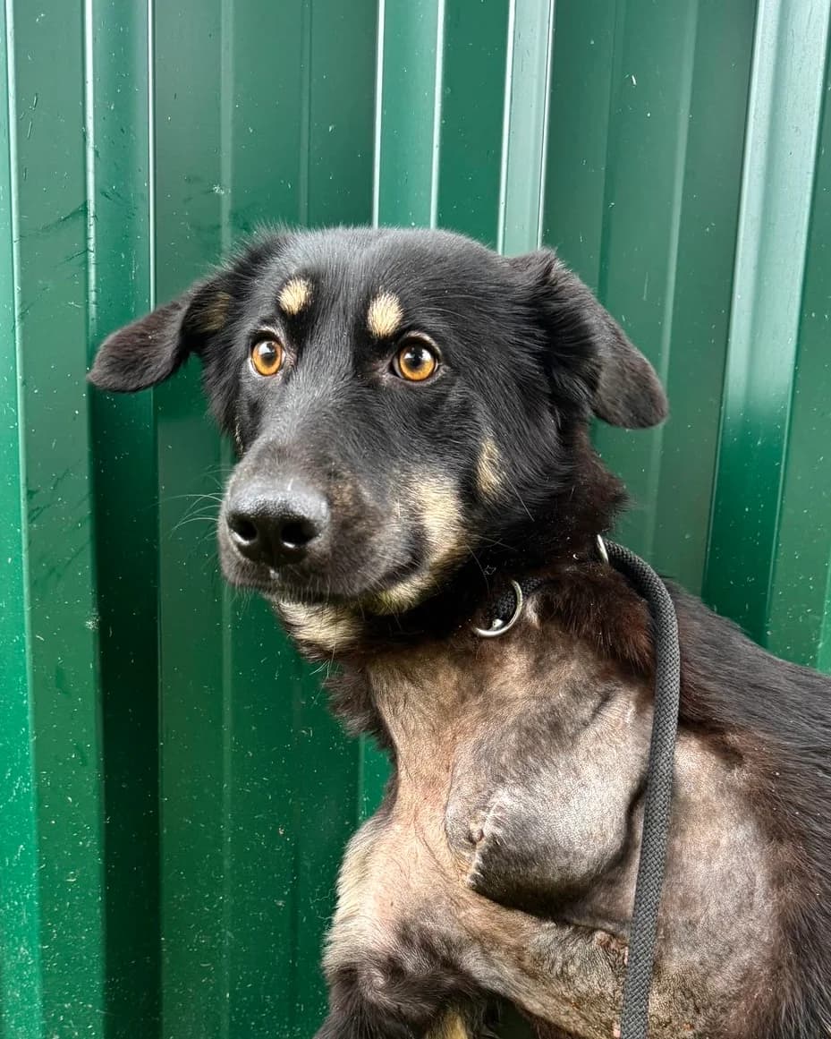 Yara – Tarsi dom (Яра – Търси дом), Mixed Breed for adoption at Stray Angels Bulgaria, Sofia