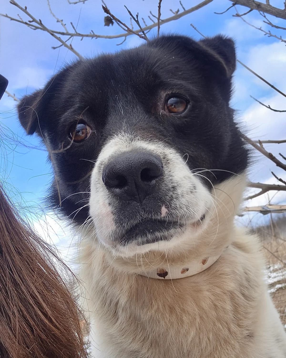 Zoro – V priemen dom s vazmozhnost za osinovyavane (Зоро – В приемен дом с възможност за осиновяване, Mixed Breed for adoption at Stray Angels Bulgaria, Sofia