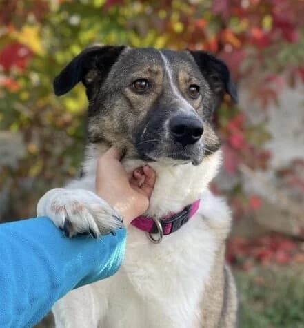 Linda – Tarsi Dom (Линда – Търси Дом), Mixed Breed for adoption at Stray Angels Bulgaria, Sofia