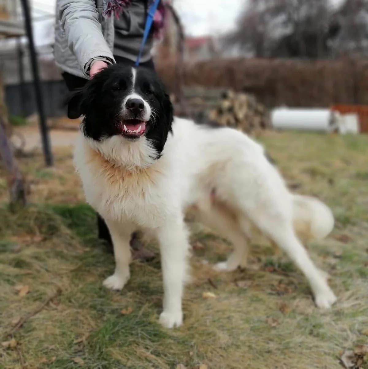 Graf-Mecho/Count-Mecho (Граф-Мечо/Count-Mecho), Mixed Breed for adoption at Stray Angels Bulgaria, Sofia