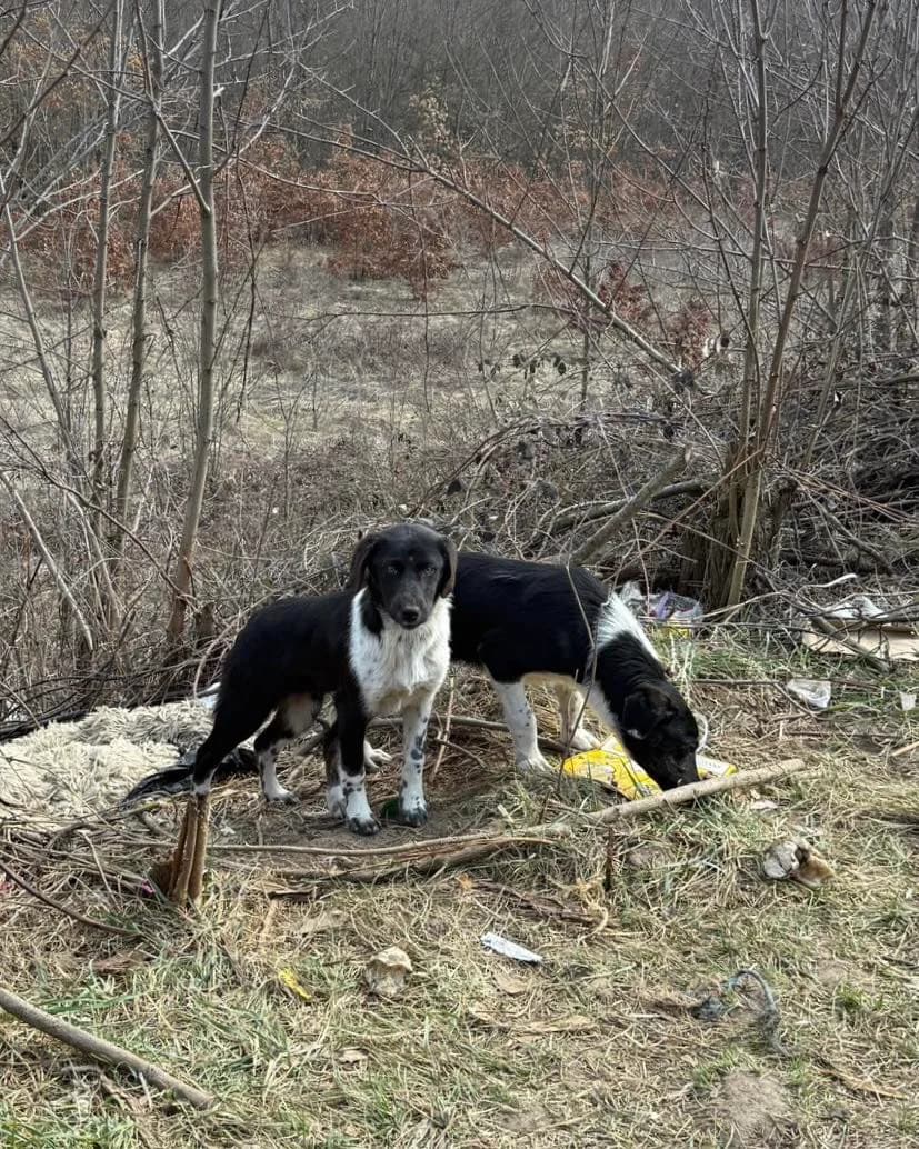 Ayran i Ayra – Tarsyat Dom i Podkrepa (Айрън и Айра – Търсят Дом и Подкрепа), Mixed Breed for adoption at Stray Angels Bulgaria, Sofia