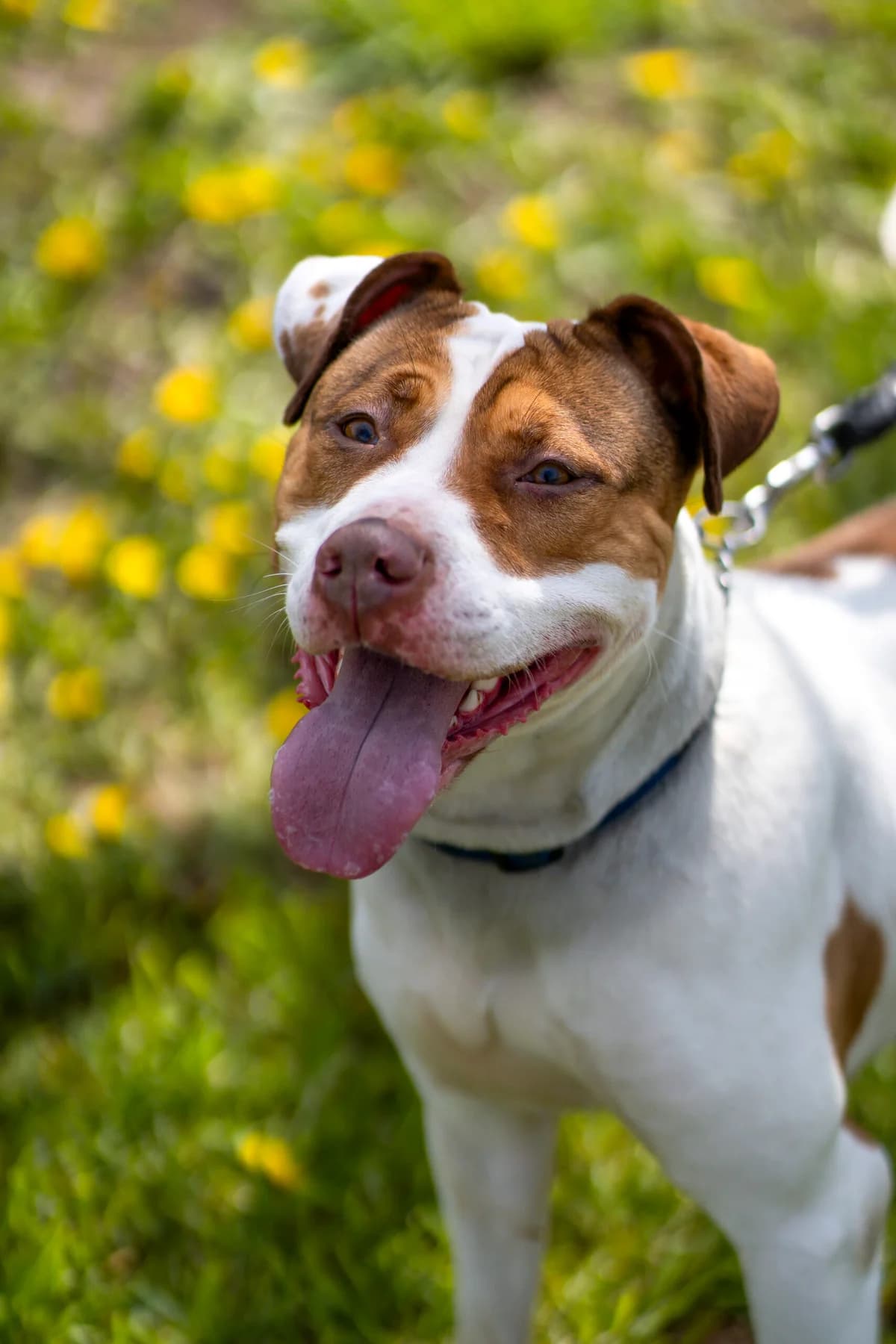 Burya – Tarsi Dom (Буря – Търси Дом), Mixed Breed for adoption at Stray Angels Bulgaria, Sofia