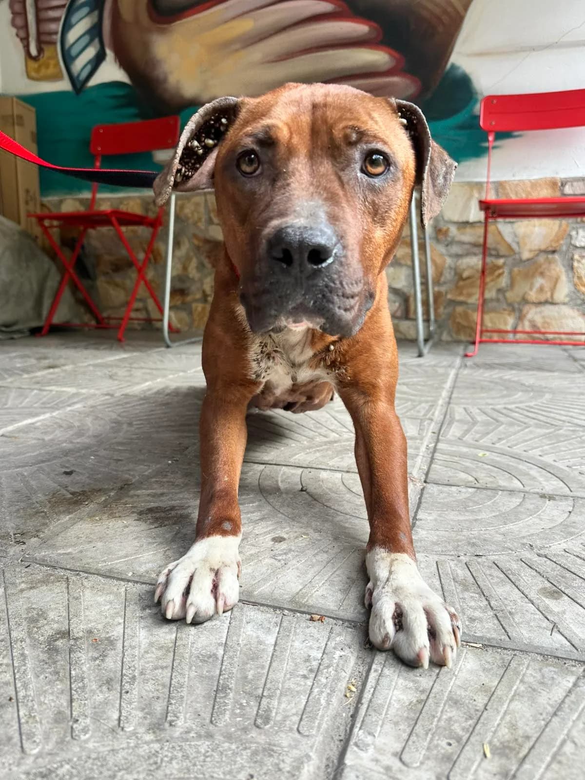 Mama Freya – Podkrepa za lechenie. Tarsi dom (Мама Фрея – Подкрепа за лечение. Търси дом), Mixed Breed for adoption at Stray Angels Bulgaria, Sofia