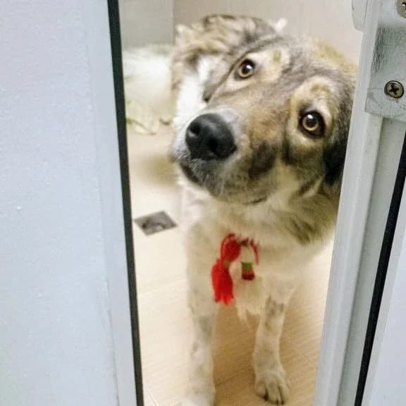 Shana-Shana (Шана-Shana), senior Mixed Breed for adoption at Stray Angels Bulgaria, Sofia