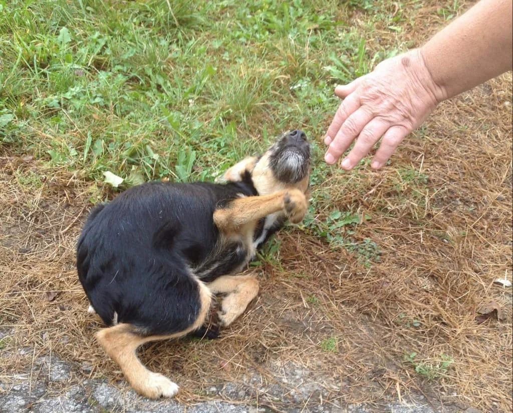 Kampaniya za zhivotnite po selata (Кампания за животните по селата), Mixed Breed for adoption at Stray Angels Bulgaria, Sofia