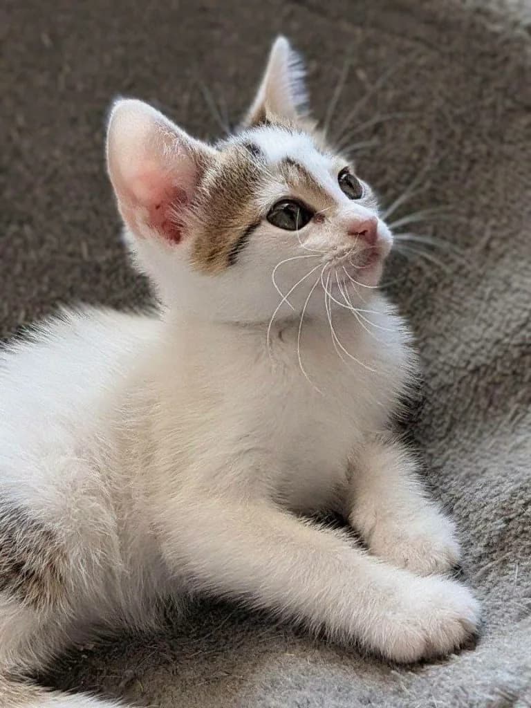 Lanta, female puppy Mixed Breed for adoption at Tenth Life Cat Rescue, Varna