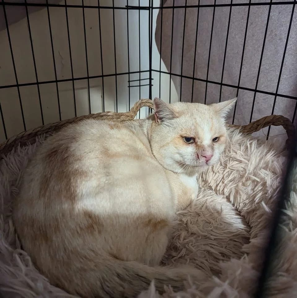 Oberon (Barry), male 6yo Mixed Breed for adoption at Tenth Life Cat Rescue, Varna
