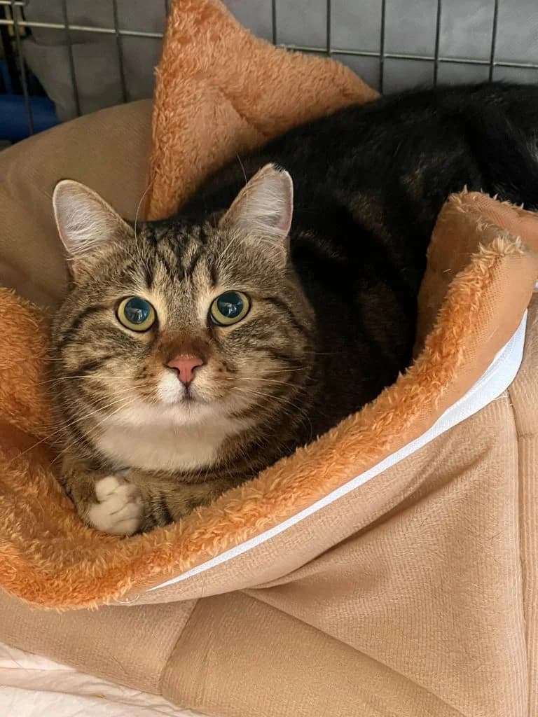Suzy, female 3yo Mixed Breed for adoption at Tenth Life Cat Rescue, Varna