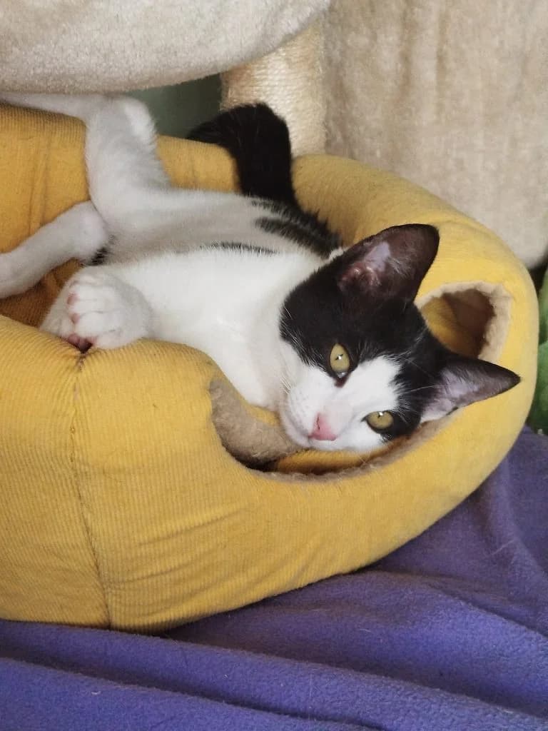 Michael, male puppy Mixed Breed for adoption at Tenth Life Cat Rescue, Varna