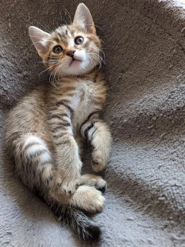 Miko, male puppy Mixed Breed for adoption at Tenth Life Cat Rescue, Varna