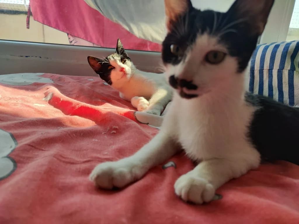 Annie, female puppy Mixed Breed for adoption at Tenth Life Cat Rescue, Varna