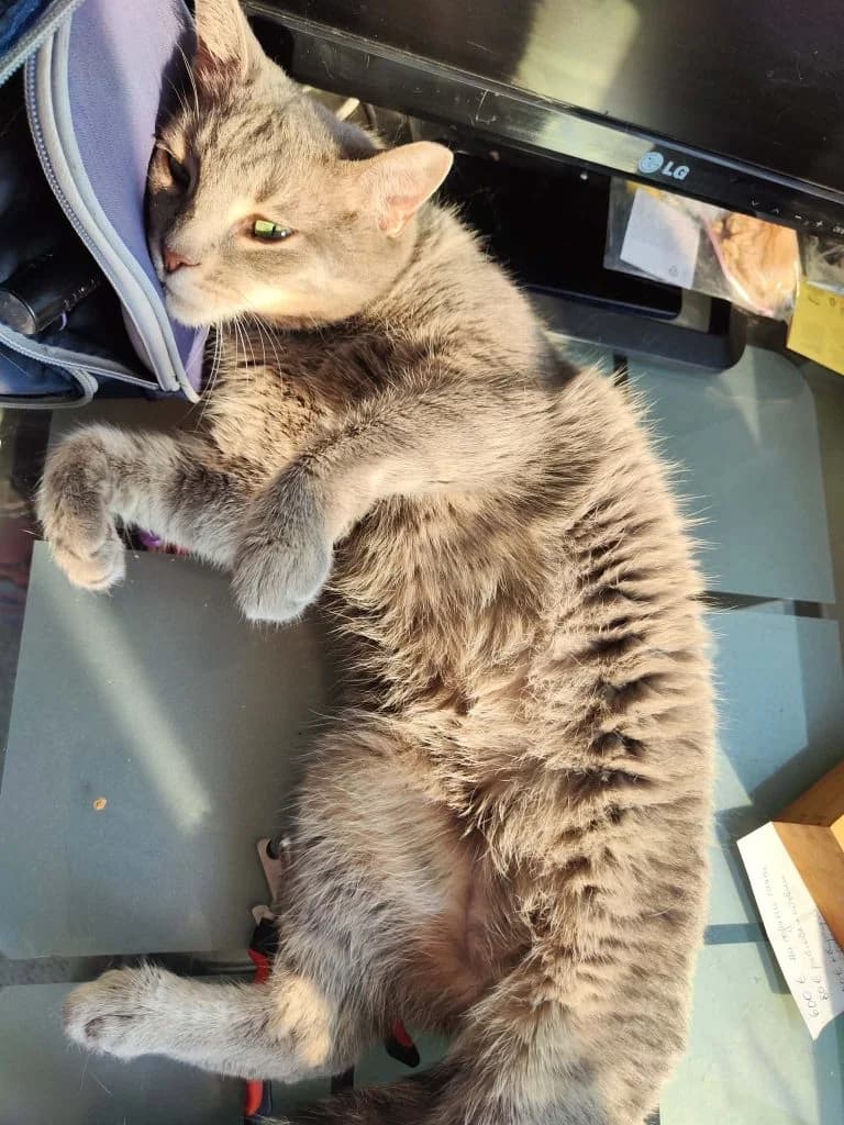 Siva, female 5yo Mixed Breed for adoption at Tenth Life Cat Rescue, Varna