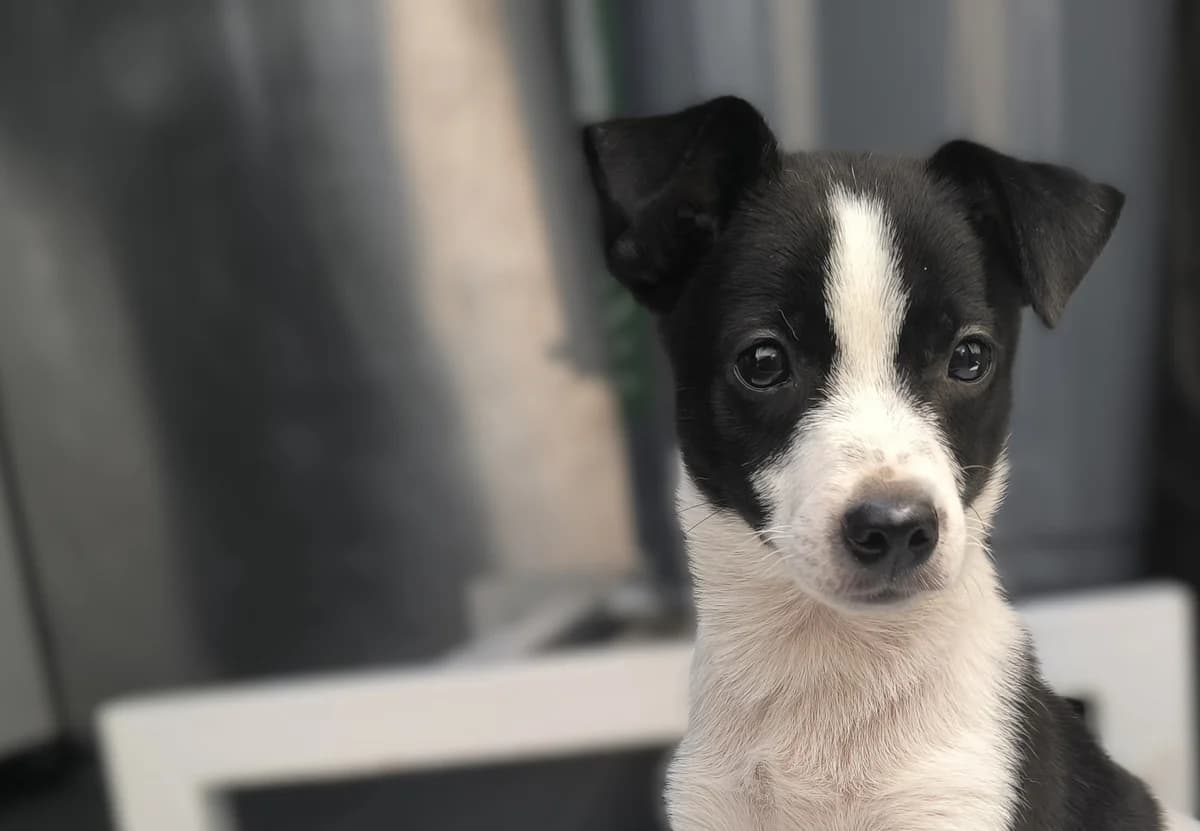 Leche (Лече), male puppy mixed breed for adoption at Four Paws Bulgaria (ЧЕТИРИ ЛАПИ), Sofia