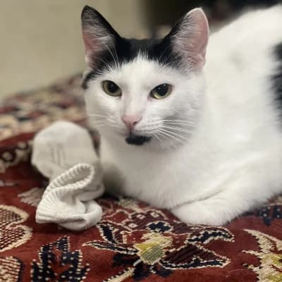 Belyash (Беляш), female Mixed Breed for adoption at Barbos.by, Minsk