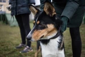 Barkhan (Бархан), male Mixed Breed for adoption at Дружок Mogilev Animal Shelter, Mogilev