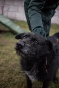 Vinni (Винни), male Mixed Breed for adoption at Дружок Mogilev Animal Shelter, Mogilev