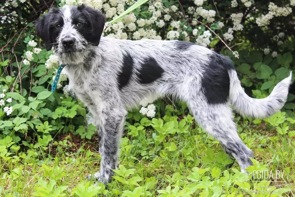 Charli (Чарли), male 6yo Mixed Breed for adoption at Egida Animal Shelter (Belarus), Minsk