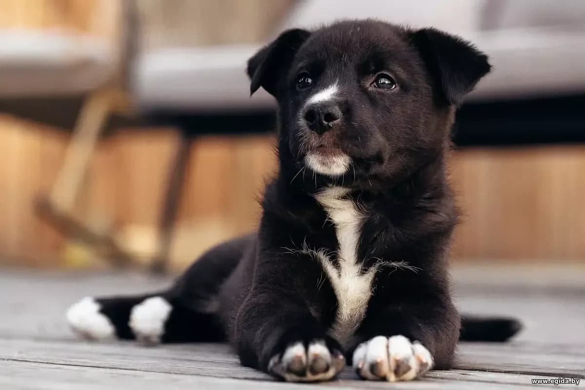 Shtenki (Щенки), male young Mixed Breed for adoption at Egida Animal Shelter (Belarus), Minsk
