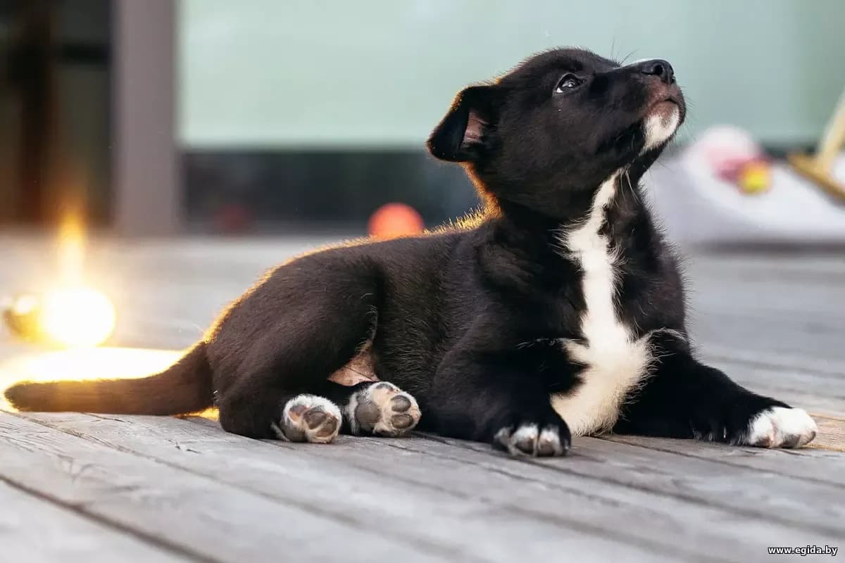 Shtenki (Щенки), male young Mixed Breed for adoption at Egida Animal Shelter (Belarus), Minsk