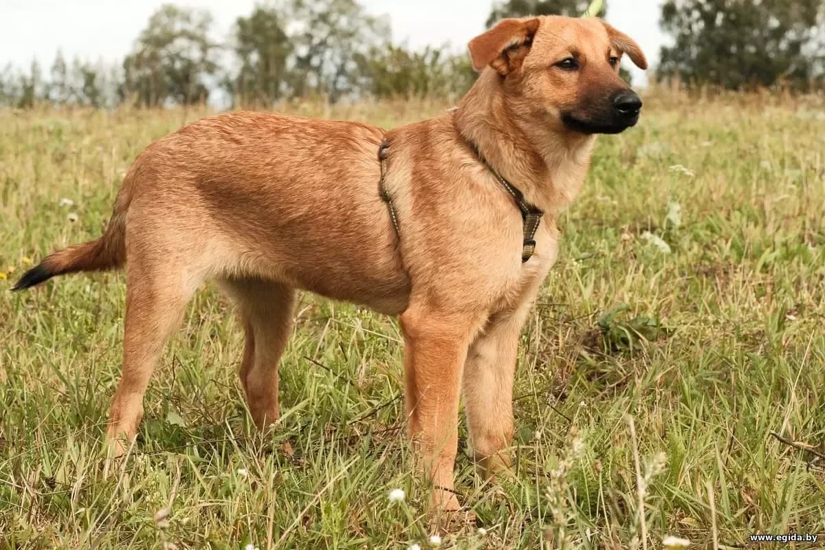 Kasya (Кася), female 4yo Mixed Breed for adoption at Egida Animal Shelter (Belarus), Minsk