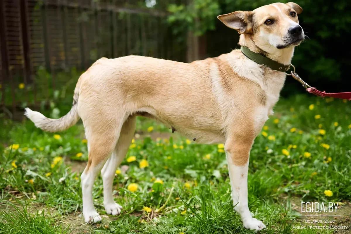 Manya (Маня), female young Mixed Breed for adoption at Egida Animal Shelter (Belarus), Minsk