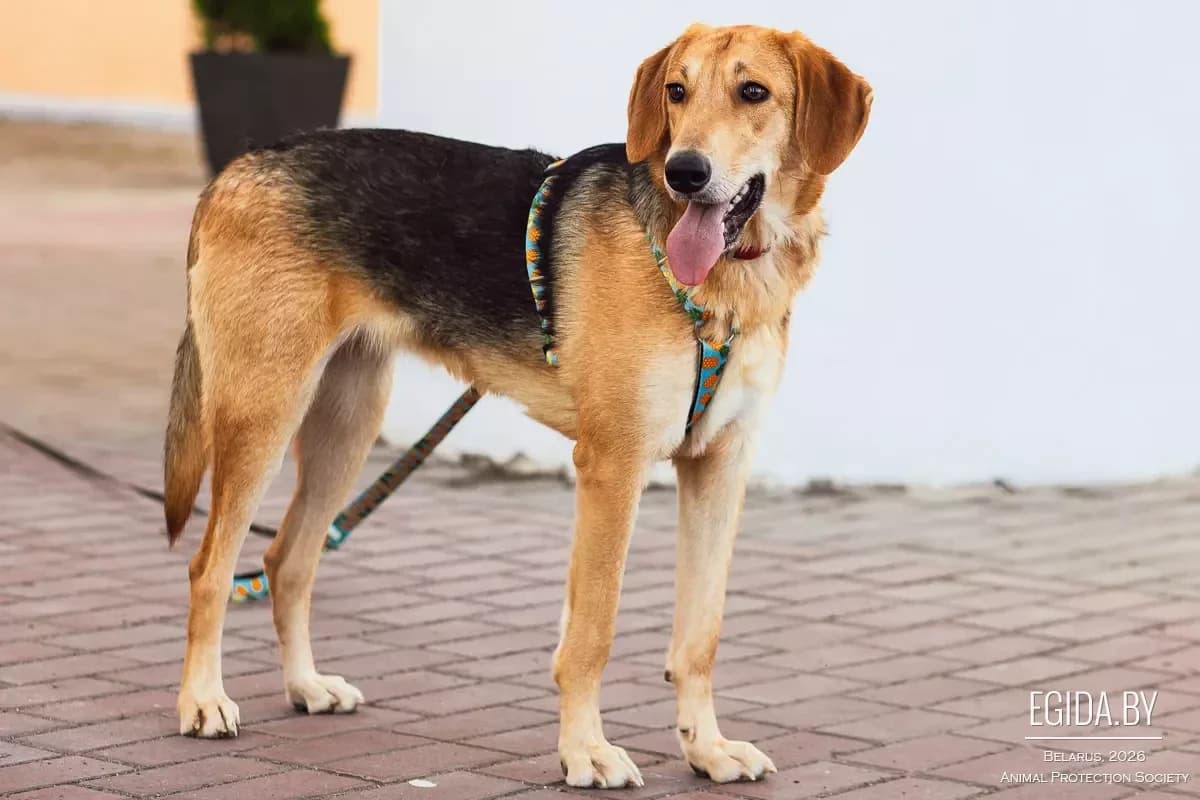 Zhuzha (Жужа), female young Mixed Breed for adoption at Egida Animal Shelter (Belarus), Minsk