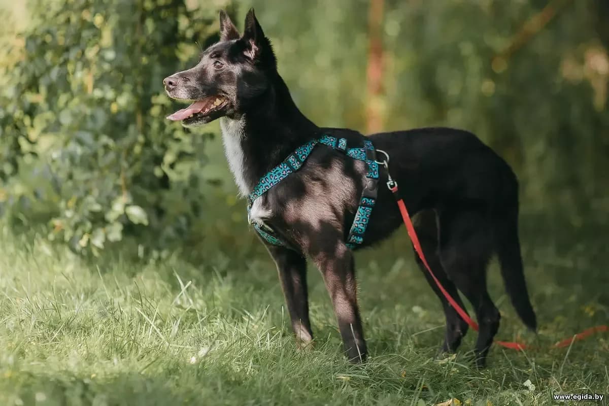 Dzhessika (Джессика), female 5yo Mixed Breed for adoption at Egida Animal Shelter (Belarus), Minsk